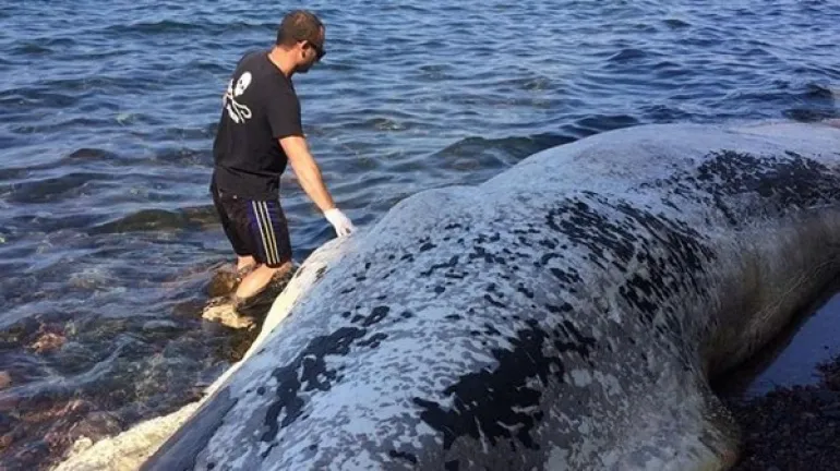 Νεκρή φάλαινα 9 μέτρων ξεβράστηκε στη Σαντορίνη