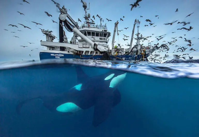 Υπέροχες φωτογραφίες με φάλαινες στα ύδατα της Αρκτικής...