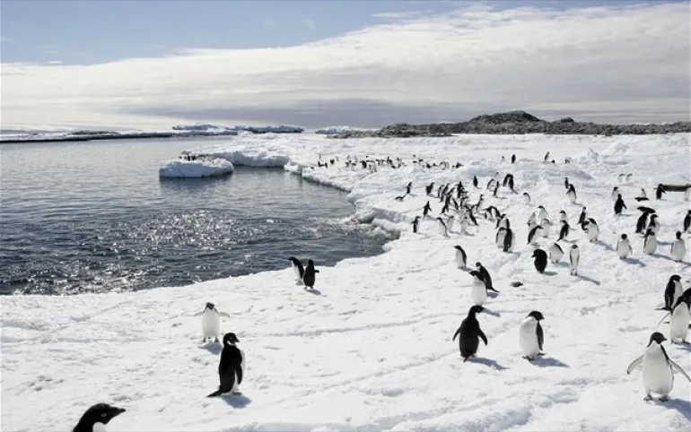 Στη Θάλασσα Ρος της Ανταρκτικής το μεγαλύτερο θαλάσσιο καταφύγιο του κόσμου