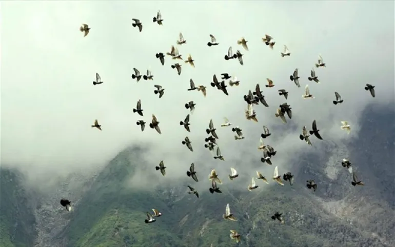 Τα πουλιά λιγοστεύουν: 1,5 δισεκατομμύριο πτηνά λιγότερα στους ουρανούς από το 1970