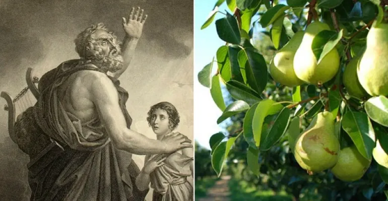 Το φρούτο που ο Όμηρος ονόμαζε «Δώρο Των Θεών» και μας προστατεύει από 6 ασθένειες