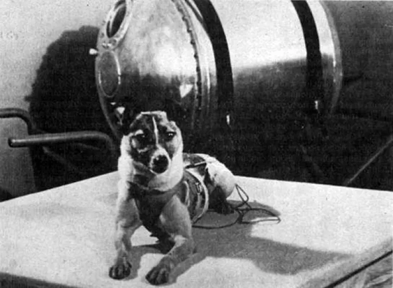 Λάικα: Ο πρώτος σκύλος-κοσμοναύτης και ο οδυνηρός θάνατος στο διαστημόπλοιο...
