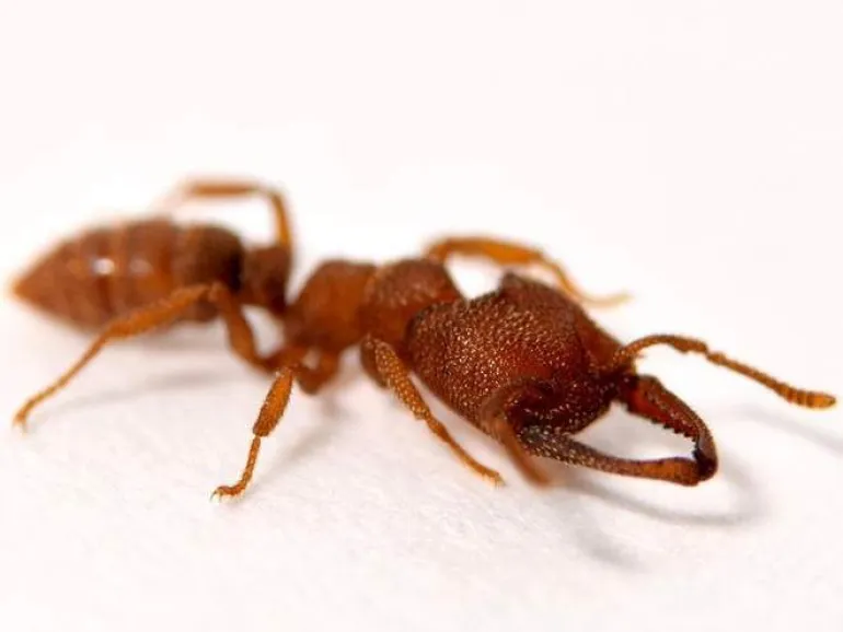 Το μυρμήγκι «Δράκουλας» κατέχει πλέον το ρεκόρ του ζώου με την πιο γρήγορη κίνηση στη φύση