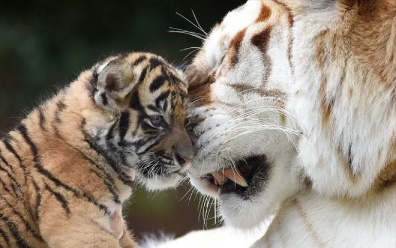 Η αστική επέκταση απειλεί τις τελευταίες τίγρεις με εξαφάνιση