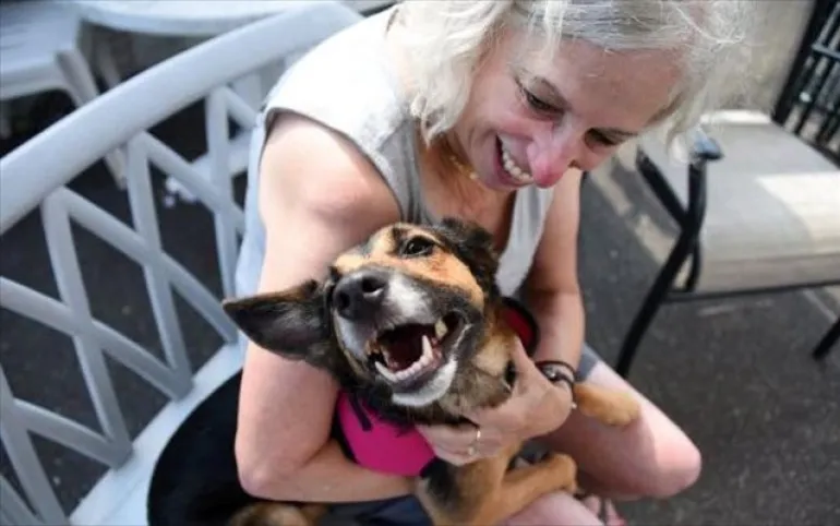 Σκύλος που χάθηκε το 2016 στη Φλόριντα εντοπίστηκε στη Νέα Υόρκη
