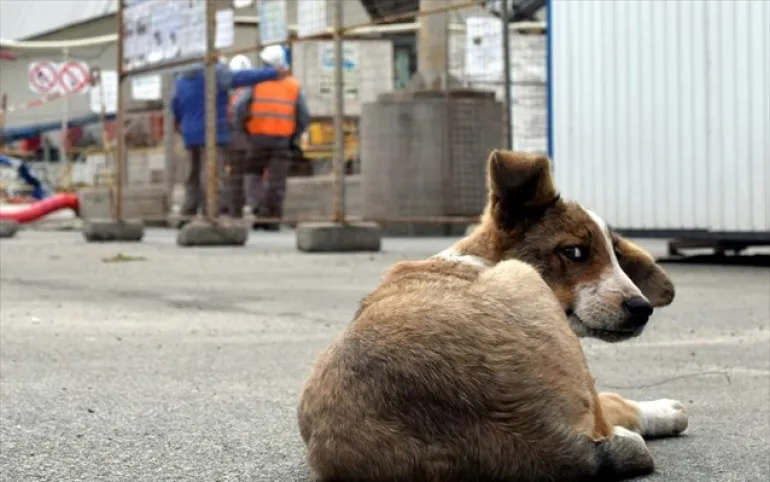 Τα εγκαταλελειμμένα σκυλιά του Τσερνόμπιλ επέζησαν και οι απόγονοί τους ζουν εκεί σήμερα