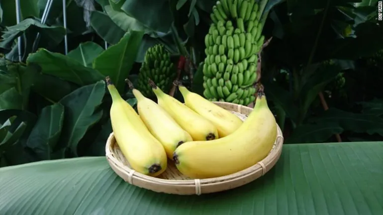 Γιατί πρέπει να τρώμε μπανάνες σε καθημερινή βάση;