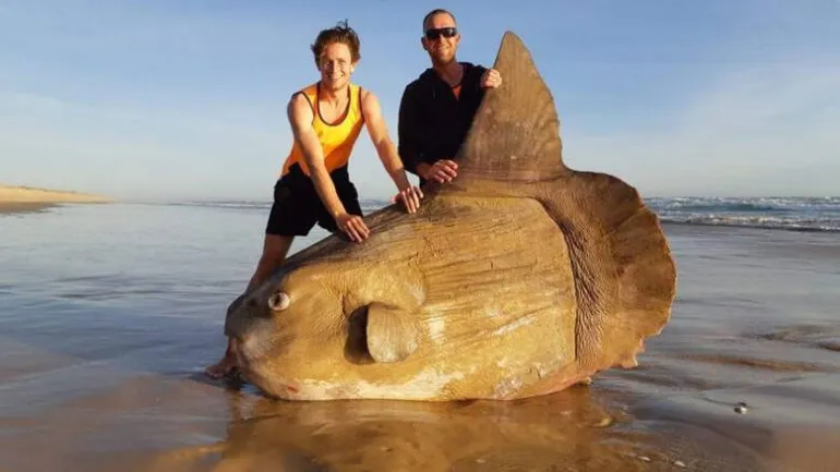 Ένα ψάρι - «γίγαντας» εντοπίστηκε στην Αυστραλία