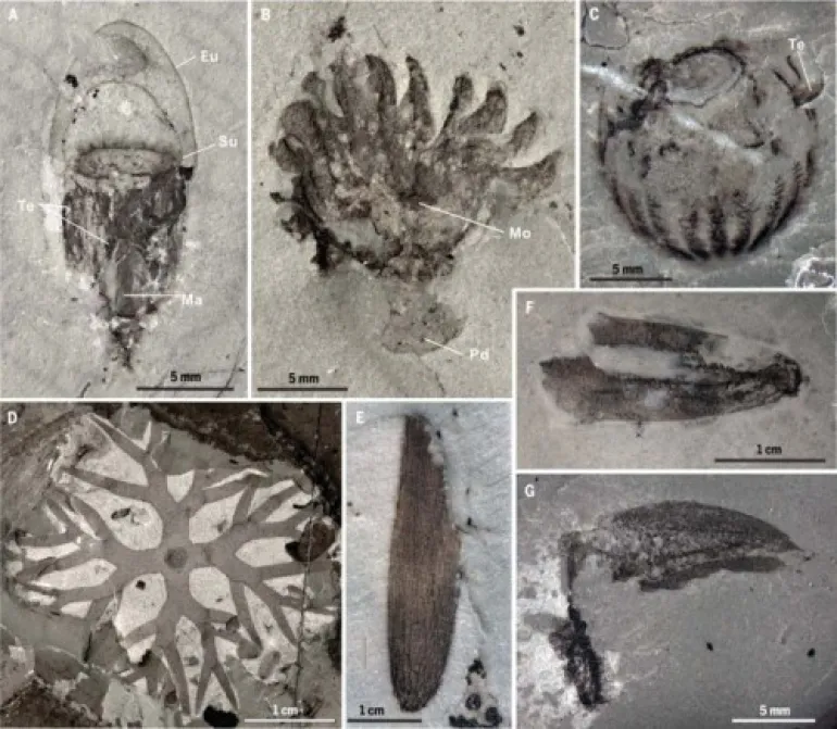Ανακαλύφθηκαν απολιθώματα ζώων που ζούσαν πριν από 500 εκατομμύρια χρόνια