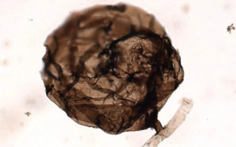 Ανακαλύφθηκε το αρχαιότερο απολίθωμα μύκητα ηλικίας ενός δισεκατομμυρίου ετών!