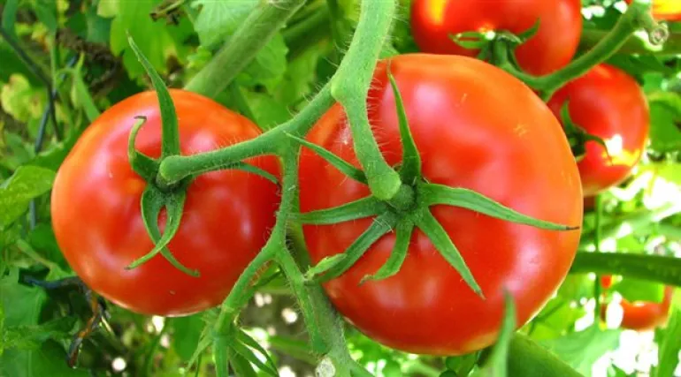 Πώς να καλλιεργήσετε ντομάτες χρησιμοποιώντας μόλις 4 φέτες και λίγο χώμα