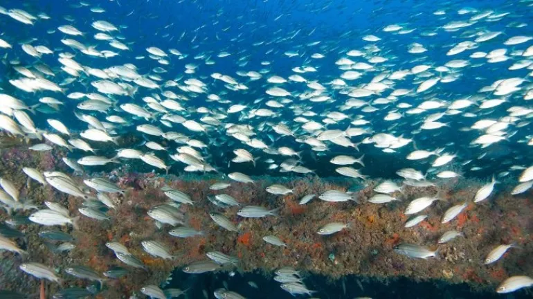 Τι συμβαίνει και τα ψάρια μεταναστεύουν προς τους δύο πόλους του πλανήτη;