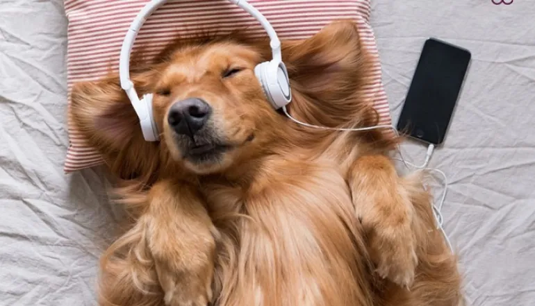 10 τραγούδια για σκύλους
