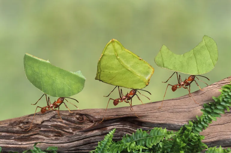 Κάνουν διάλειμμα στην εργασία τους τα μυρμήγκια;