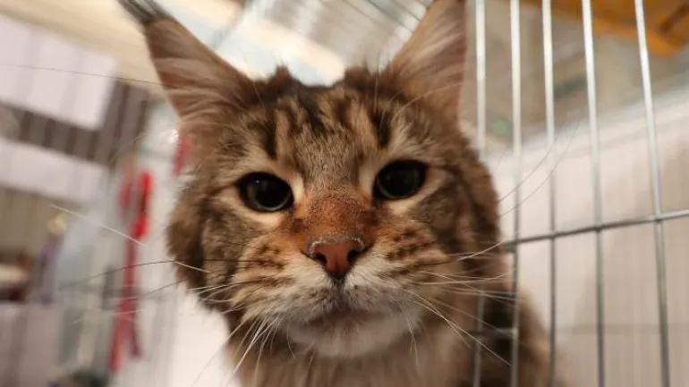 Κοροναϊός: Ένας γάτος είναι το πρώτο κατοικίδιο που μολύνθηκε στη Βρετανία