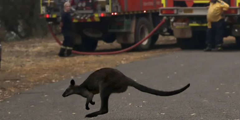 Τρία δισεκατομμύρια ζώα σκοτώθηκαν στις  πυρκαγιές που έπληξαν το 2019-2020 την Αυστραλία 