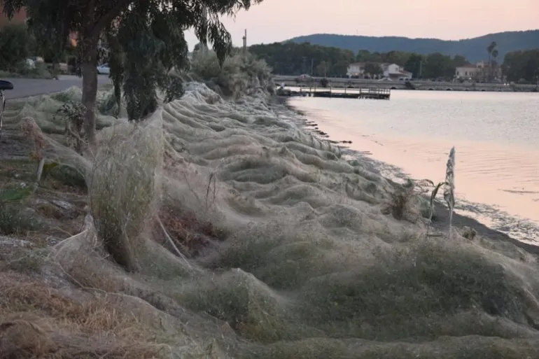 Τεράστιο πέπλο από αράχνες «κατάπιε» 300 μέτρα βλάστησης στο Αιτωλικό