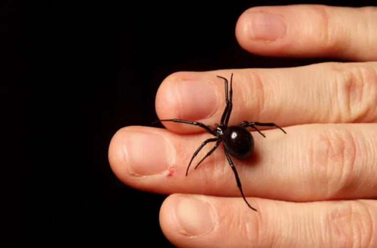 Απίστευτο περιστατικό: Αράχνη "μαύρη χήρα" τσίμπησε βρέφος μόλις 10 μηνών