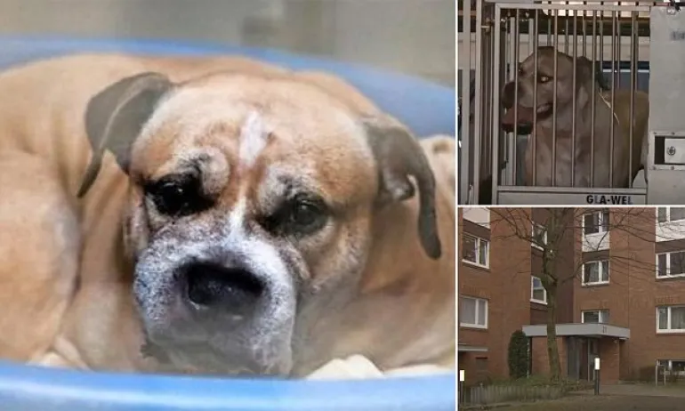 Σκύλος σκότωσε τους ιδιοκτήτες του και χιλιάδες άνθρωποι δεν θέλουν να θανατωθεί