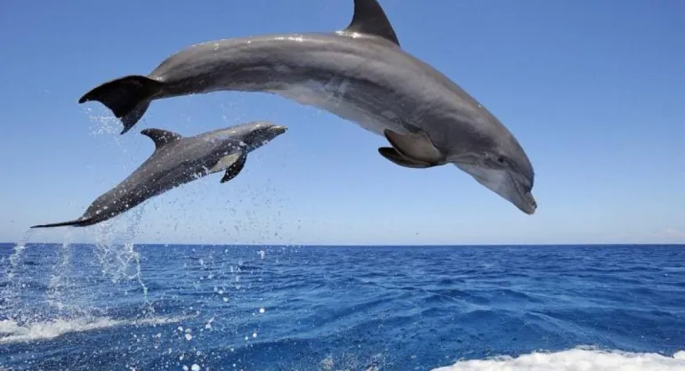 Ποιοι δολοφονούν τα δελφίνια στο Αιγαίο;
