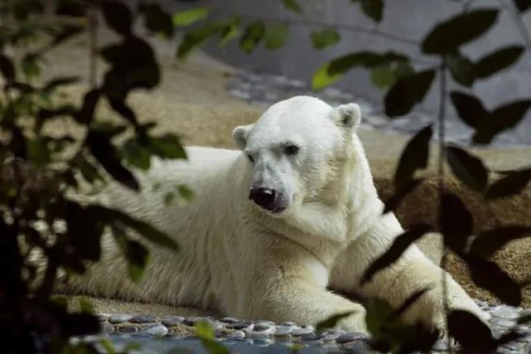 Πέθανε η πρώτη πολική αρκούδα που γεννήθηκε σε τροπική χώρα