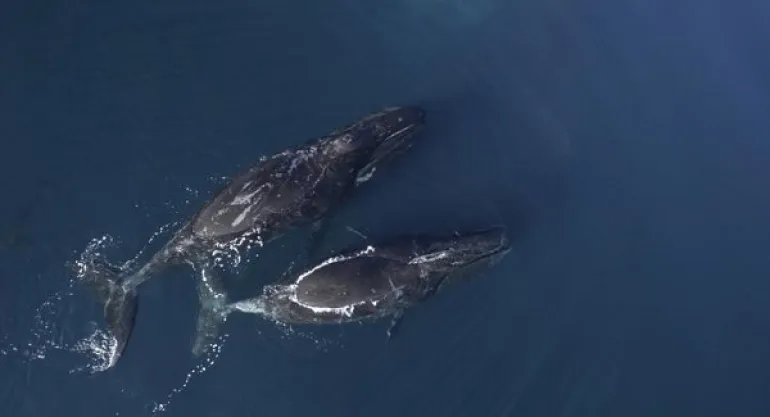 Οι τοξοκέφαλες φάλαινες τραγουδούν free jazz για να ζευγαρώσουν... 