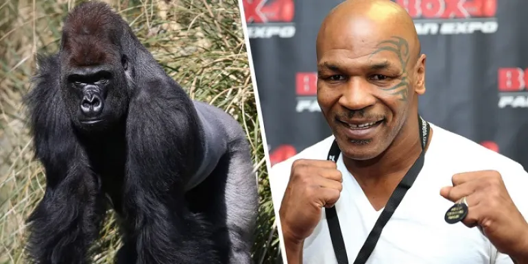 Mike Tyson : Έδωσα 10.000 δολάρια σε φύλακα ζωολογικού κήπου για να παλέψω με έναν γορίλα