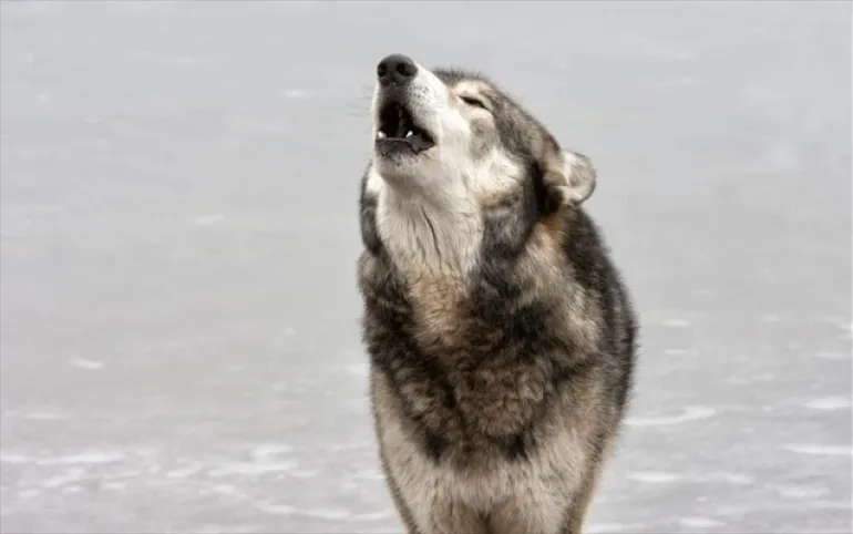 Νίκη για τους λύκους της Νορβηγίας