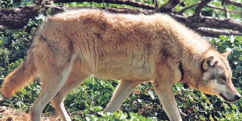 Λύκοι απειλούν τα ελάφια της Πάρνηθας 