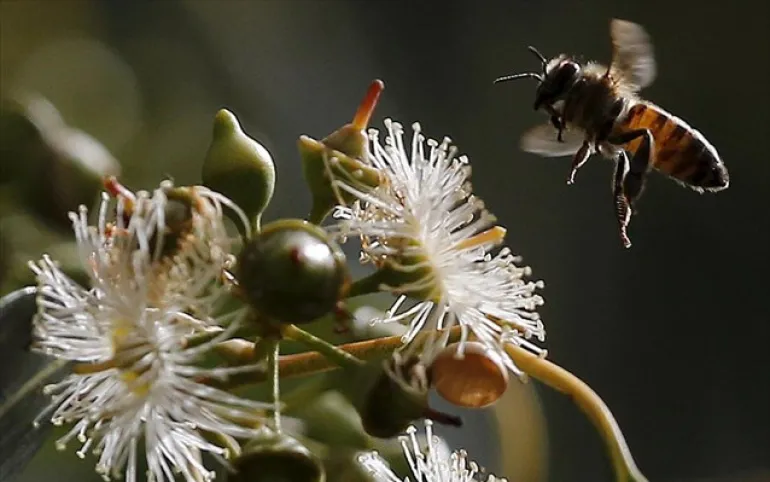 ΗΠΑ: Στα απειλούμενα είδη οι μέλισσες