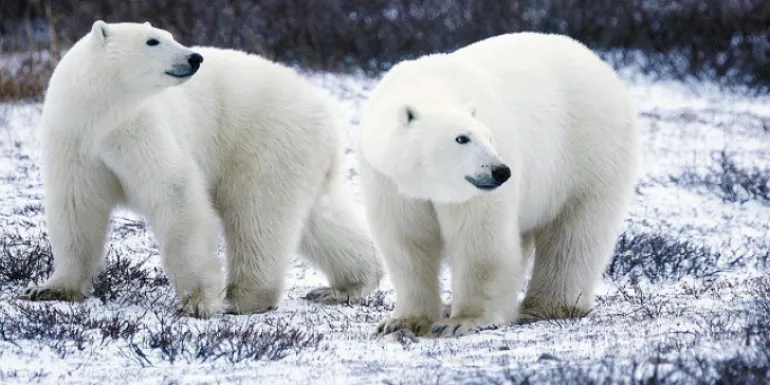 Θα εξαφανισθούν; Δραματικές προβλέψεις των επιστημόνων για τις πολικές αρκούδες