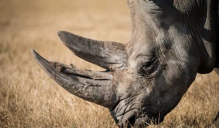 Πέθανε η Fausta, ο γηραιότερος ρινόκερος του κόσμου