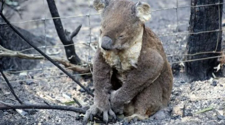 Αυστραλία: «Ολοκαύτωμα» για την πανίδα,  Σε πολλά είδη ζώων δεν έχουν απομείνει πολλά μέλη